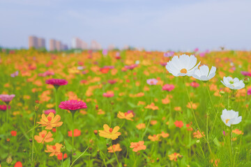 A beautiful sea of daisies