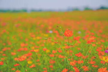 A beautiful sea of daisies