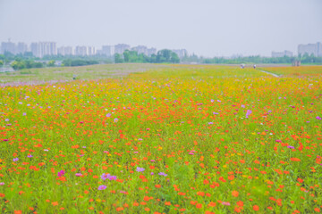 A beautiful sea of daisies