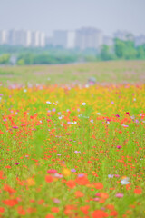 A beautiful sea of daisies