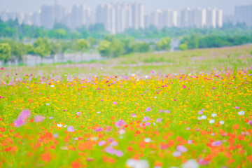Fototapeta premium A beautiful sea of daisies