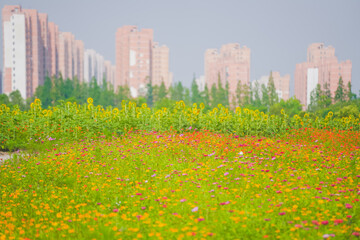 Fototapeta premium A beautiful sea of daisies