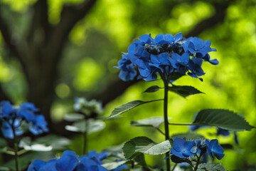青いアジサイ