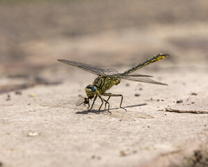 Libelle frisst Fluginsekt auf dem Boden
