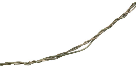 Twisted liana, Vine isolated on white background. Clipping path