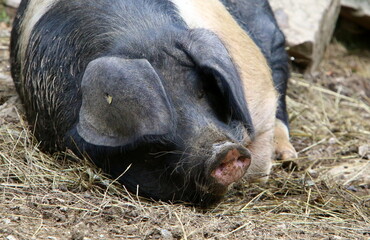Fattened pig on a pig farm
