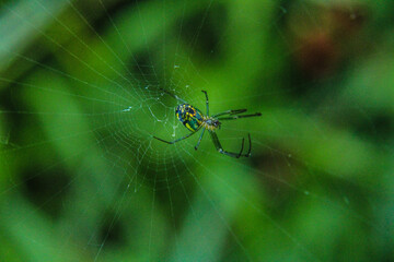 spider on the web