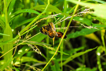 butterfly on leaf