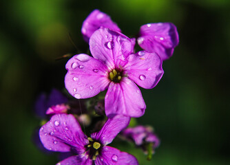 Fototapeta premium violet flower closeup