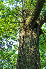 tree in the forest