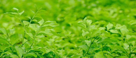 Background natural, green ecology leaf greenery, clean plant.