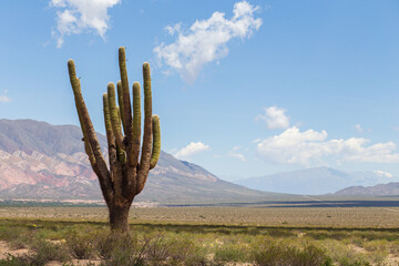 Huge old cactus against the backdrop of mountains in Los Cardones National Park, Argentina