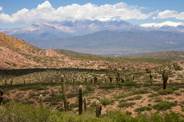 Naklejka premium View of the valley with huge cacti, colored mountains. Los Cardones National Park, Salta, Argentina