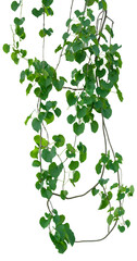 Obraz na płótnie Canvas vine plant climbing isolated on white background. Clipping path
