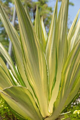 Bright yellow and green close-up growing leaves on the street