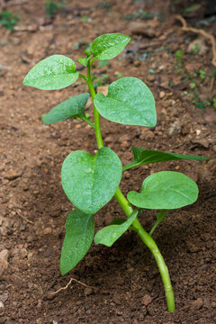 young malabar spinach or ceylon spinach plant in the garden, basella alba or basella rubra known as vine spinach,medicinal herb