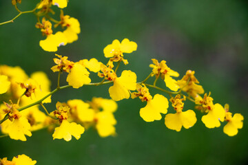 Orqu&iacute;dea chuva de ouro, que ocorre entre o M&eacute;xico e o Brasil