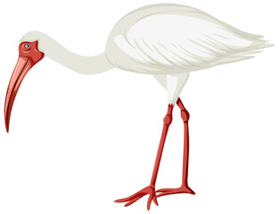 American white ibis isolated