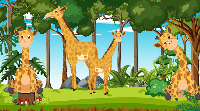 Giraffes in the forest scene