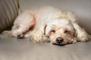 portrait of a poodle