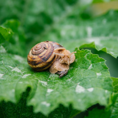 Burgundy snails (Helix pomatia) close up, on a large green leaf. The Edible snail (Helix pomatia) is a common large European land snail. Beauty is in nature.