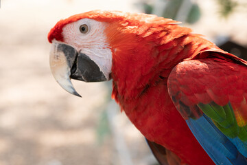 Closeup of colorful macaw bird face.Macro parrot bird head.Blue and gold Macaw parrot. Exotic colorful beautiful African macaw parrot.Bird watching in safari, South Africa wildlife.