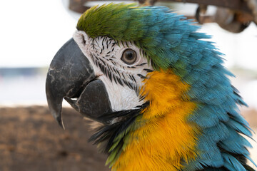 Closeup of colorful macaw bird face.Macro parrot bird head.Blue and gold Macaw parrot. Exotic colorful beautiful African macaw parrot.Bird watching in safari, South Africa wildlife.