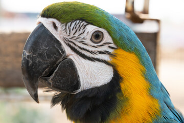 Closeup of colorful macaw bird face.Macro parrot bird head.Blue and gold Macaw parrot. Exotic colorful beautiful African macaw parrot.Bird watching in safari, South Africa wildlife.