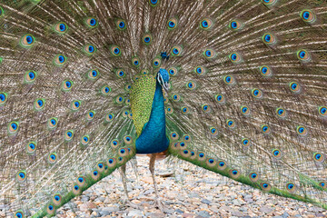Obraz premium Male peacock show colorful tail.Beautiful bird walk time and show feather at the forest.