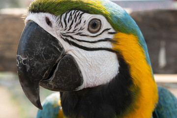 Closeup of colorful macaw bird face.Macro parrot bird head.Blue and gold Macaw parrot. Exotic colorful beautiful African macaw parrot.Bird watching in safari, South Africa wildlife.