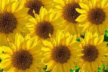 Sunflower composite shines as wallpaper