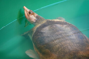 The Chinese softshell turtle is a vulnerable species, threatened by disease, habitat loss, and...