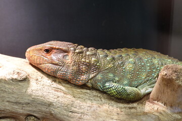 The caiman lizard is a large reptile with a green body and reddish-orange head.