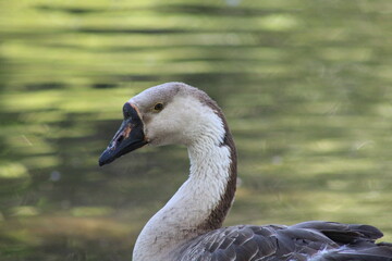 close up of a goose