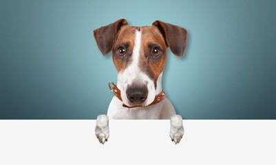 Portrait of adorable, happy dog asks for food. Free space for text on background.