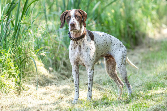 Portrait of a male braque francais hound on a field in summer outdoors