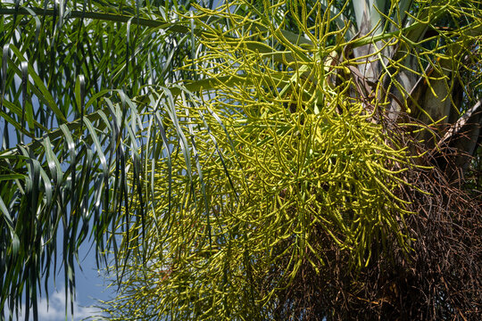 Fruto tropical Corozo - Bactris guineensis