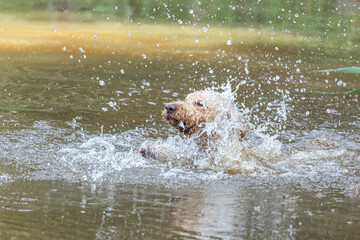 Obraz premium Portrait of a golden doodle dog swimming in a pond in summer outdoors