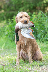 Working dogs: Portrait of a golden doodle dog retrieving a dead duck during fowling training at a...