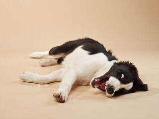 Naklejka na ściany i meble funny dog plays. Happy Border Collie puppy . Pet on a beige background