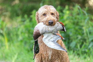 Working dogs: Portrait of a golden doodle dog retrieving a dead duck during fowling training at a...