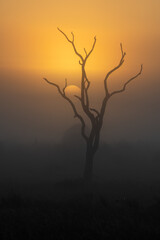 Silhouette of a tree in the fog early morning in Kruger National Park close to Satara camp