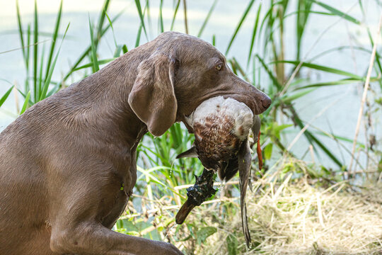 Working dogs: Portrait of a weimaraner breed hound retrieving a duck at fowling training, duck hunting at a pond