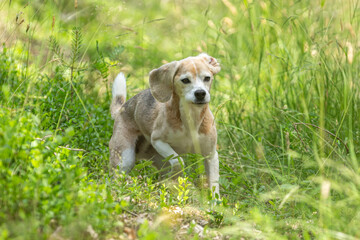 Naklejka na ściany i meble Portrait of a female beagle hound in a forest outdoors