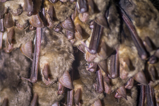 Close up group of strange animals Greater mouse-eared bats Myotis myotis hanging upside down in the mine and hibernating. Wildlife take of animal cluster.