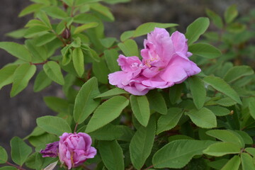 Obraz premium Colorful summer flowers