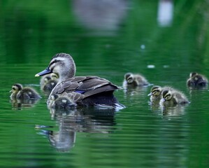 親子鴨水遊びと餌を探す