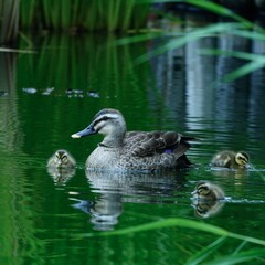 親子鴨水遊びと餌を探す