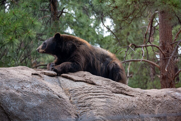 Fototapeta na wymiar brown bear in zoo