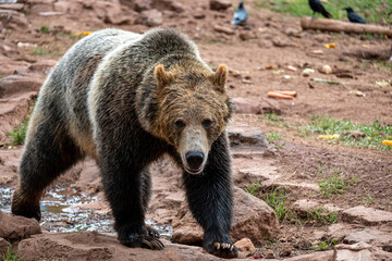 Naklejka na ściany i meble brown bear in zoo